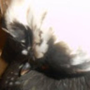 Meet your Posher, Cecilia